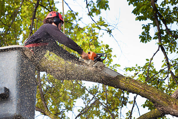 Best Tree Disease Treatment  in Robinson, TX